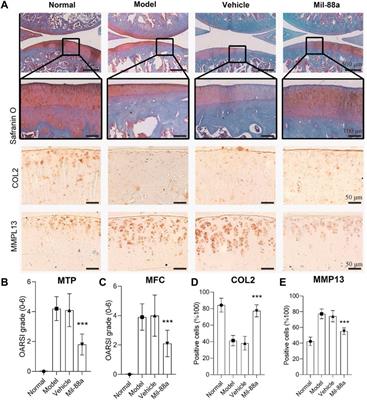 Organic metal matrix Mil-88a nano-enzyme for joint repair in the osteoarthritis mouse model